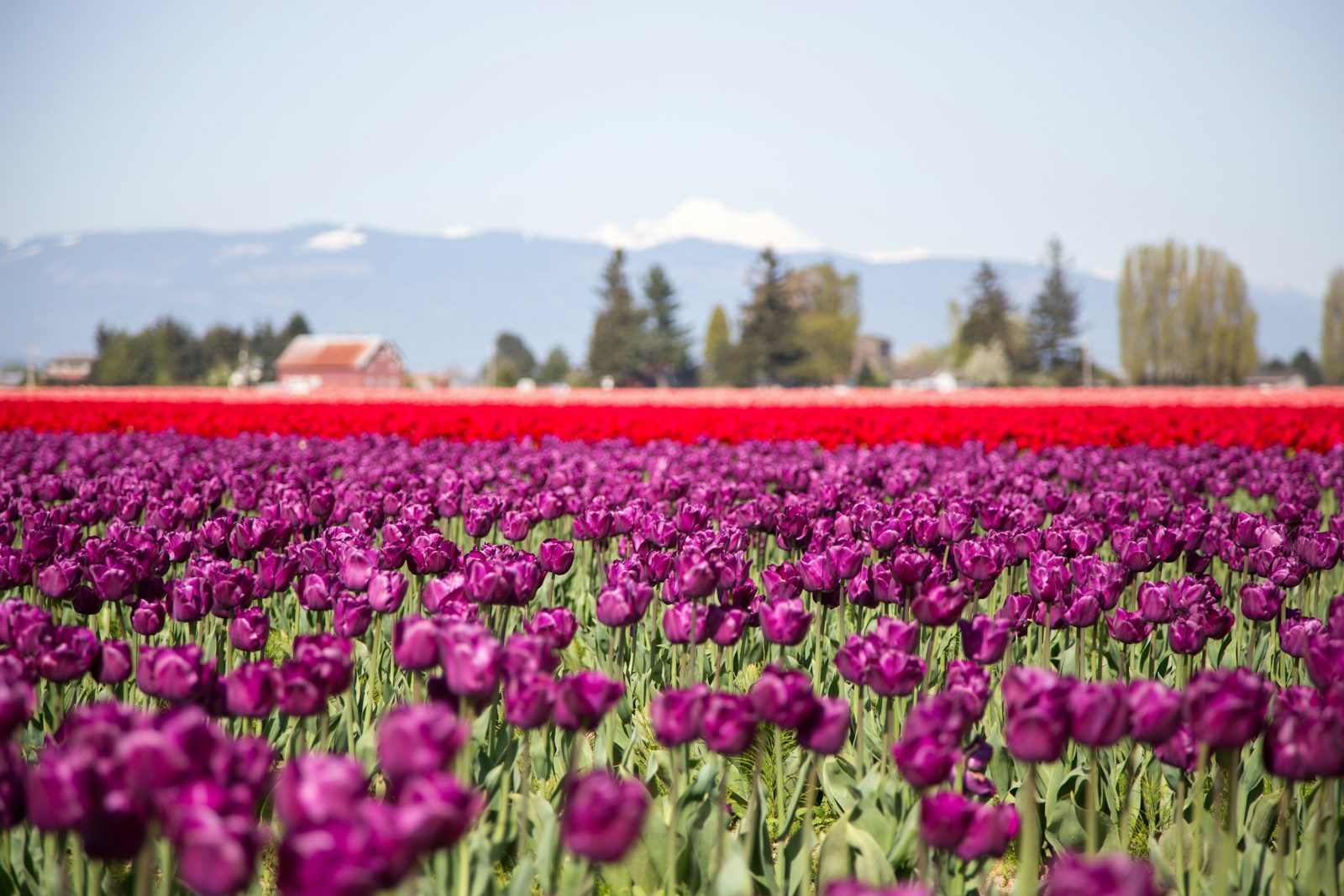 A red barn beyond fields of tulips in the Skagit Valley