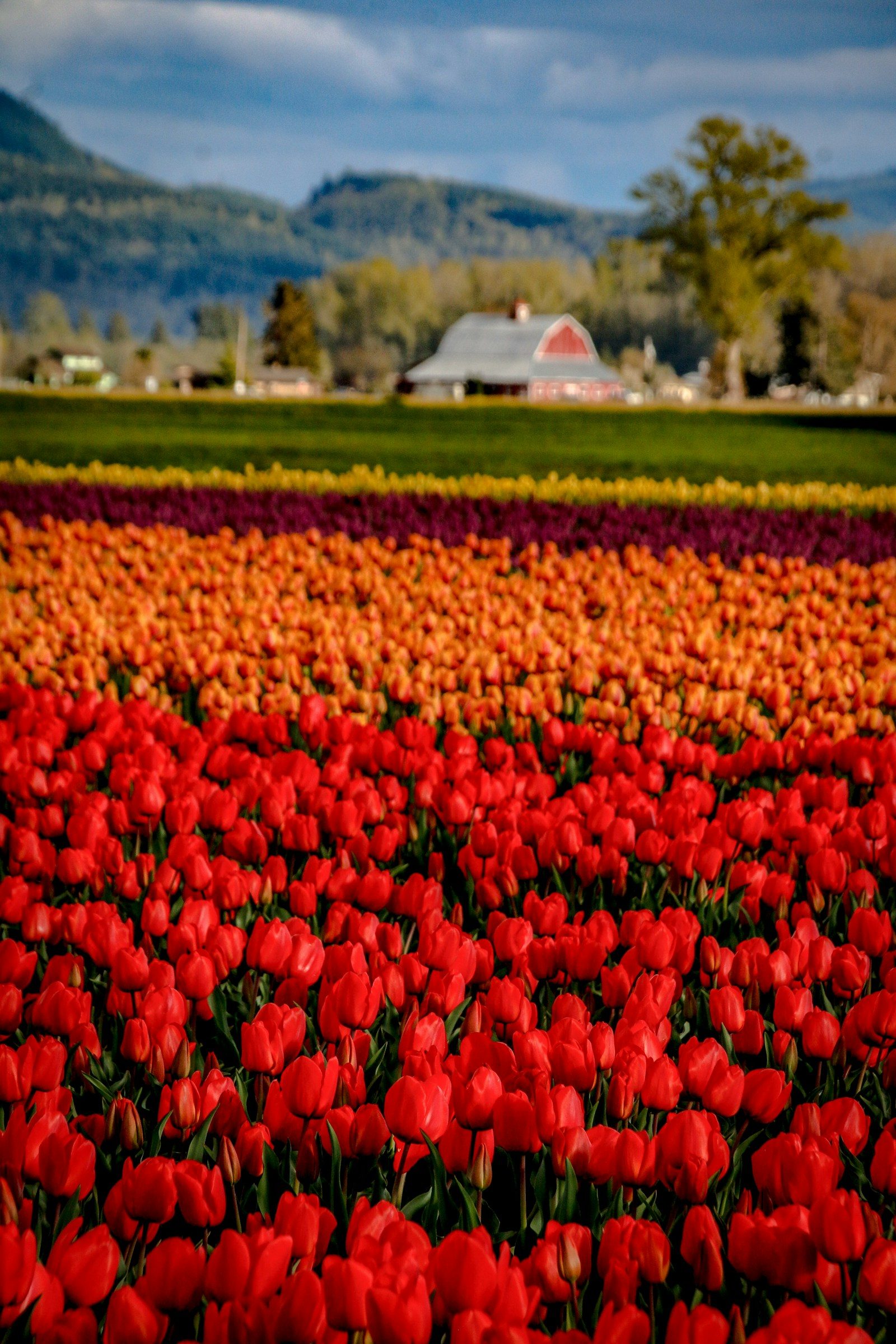 Rows of purple and red tulips with mountains in the distance