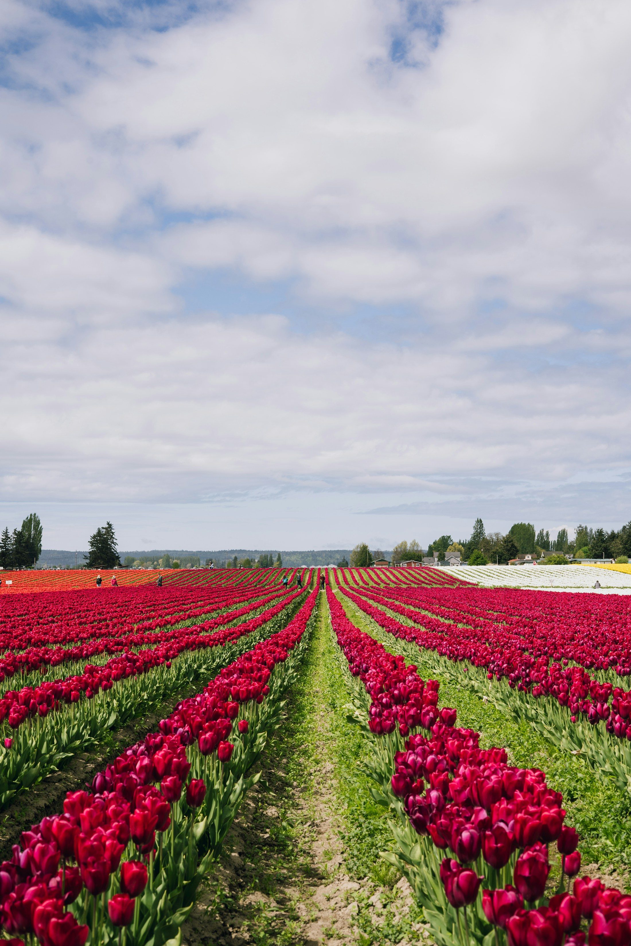 Rows of red tulips in the Skagit Valley under a wide sky